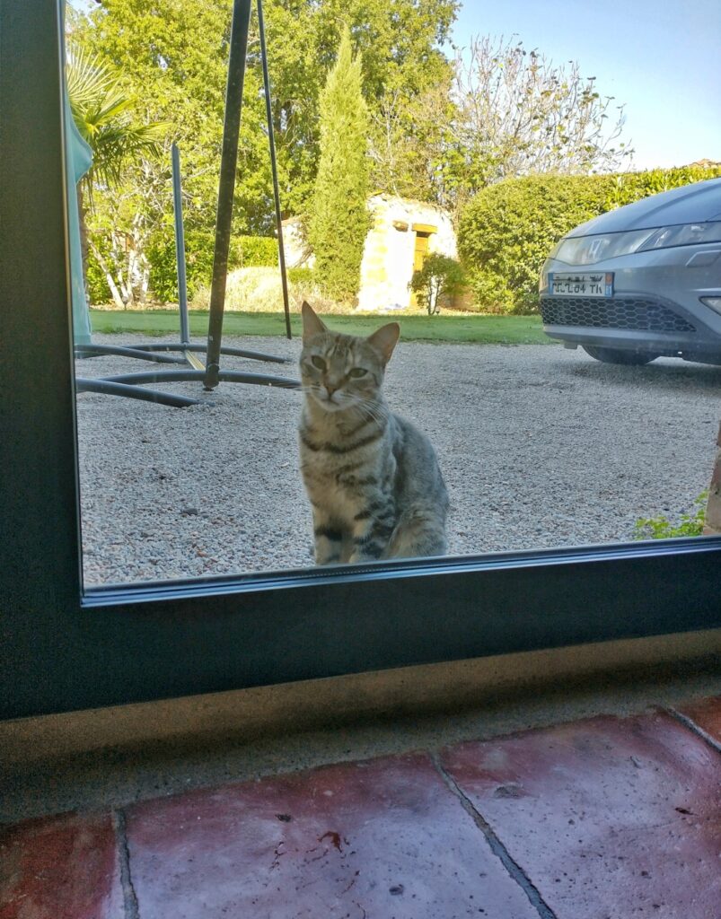 Mina the neighbours cat