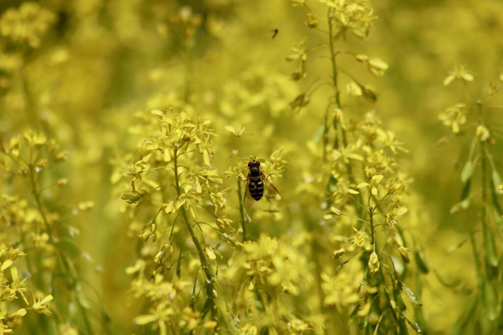 The yellow flower of dyer's woad