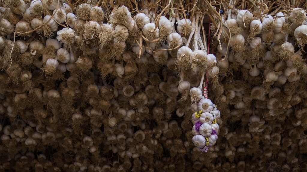 The Pink Garlic of Lautrec