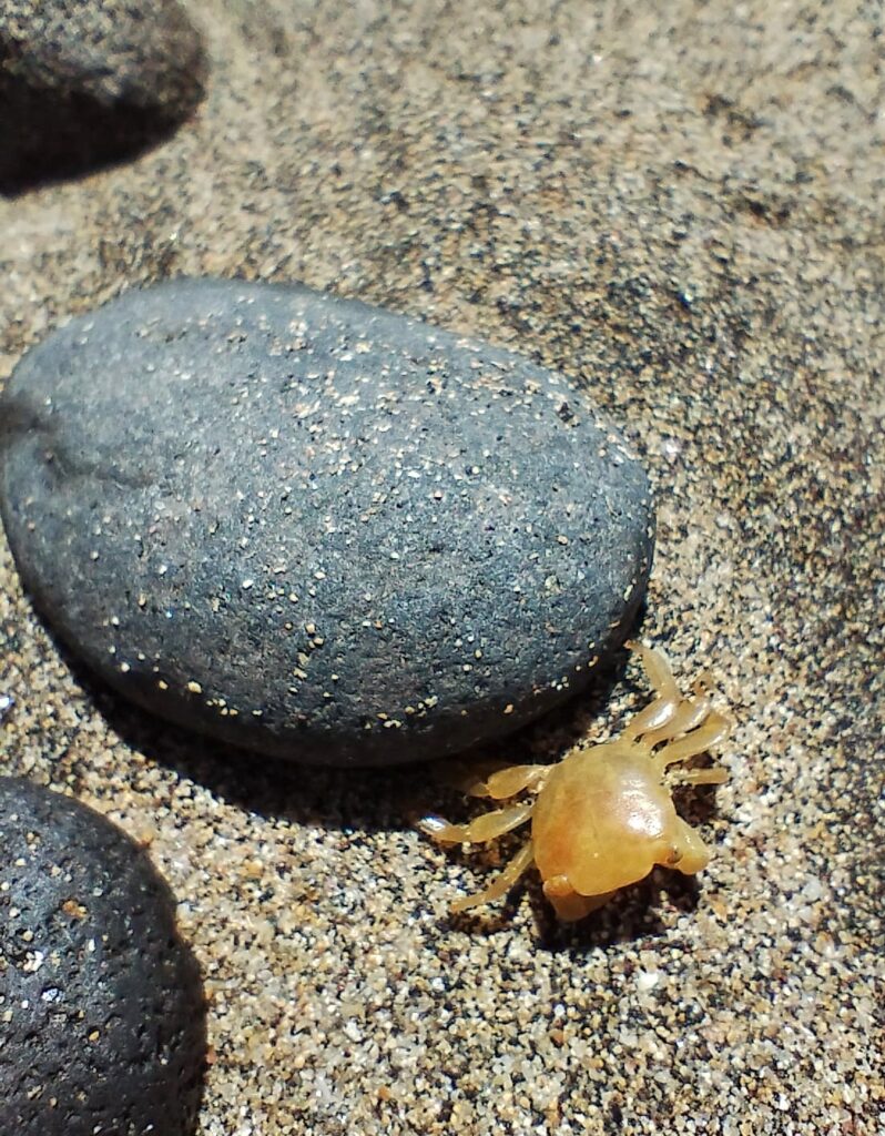 Small crab on beach Lanzarote
