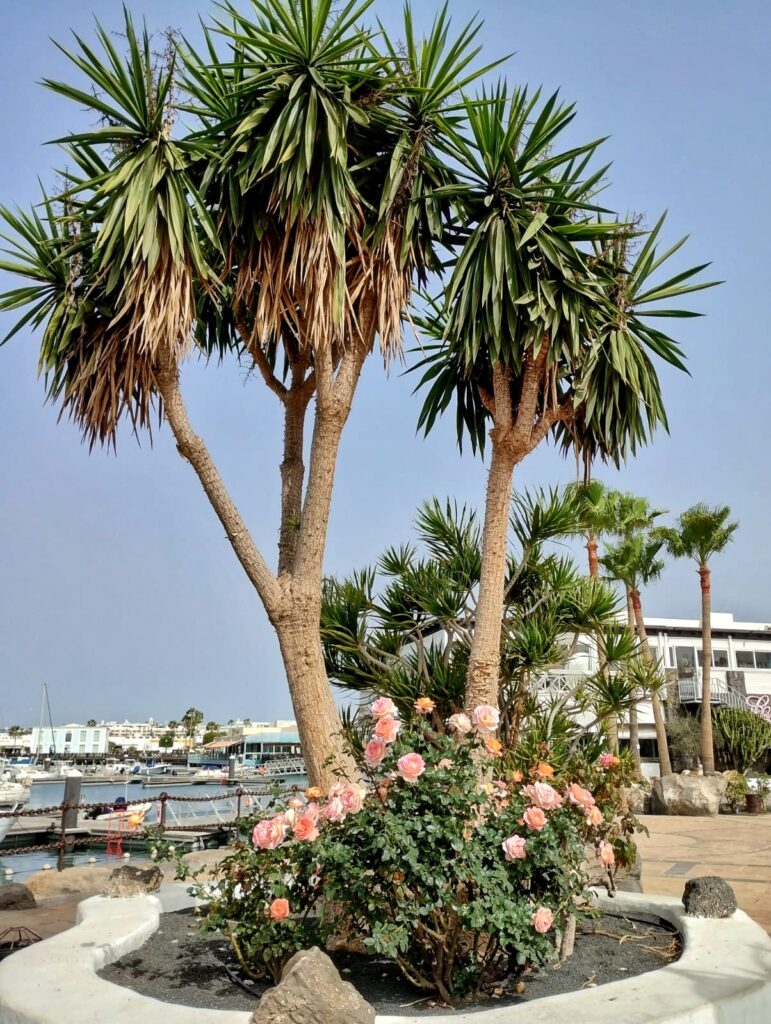 trees and flowers