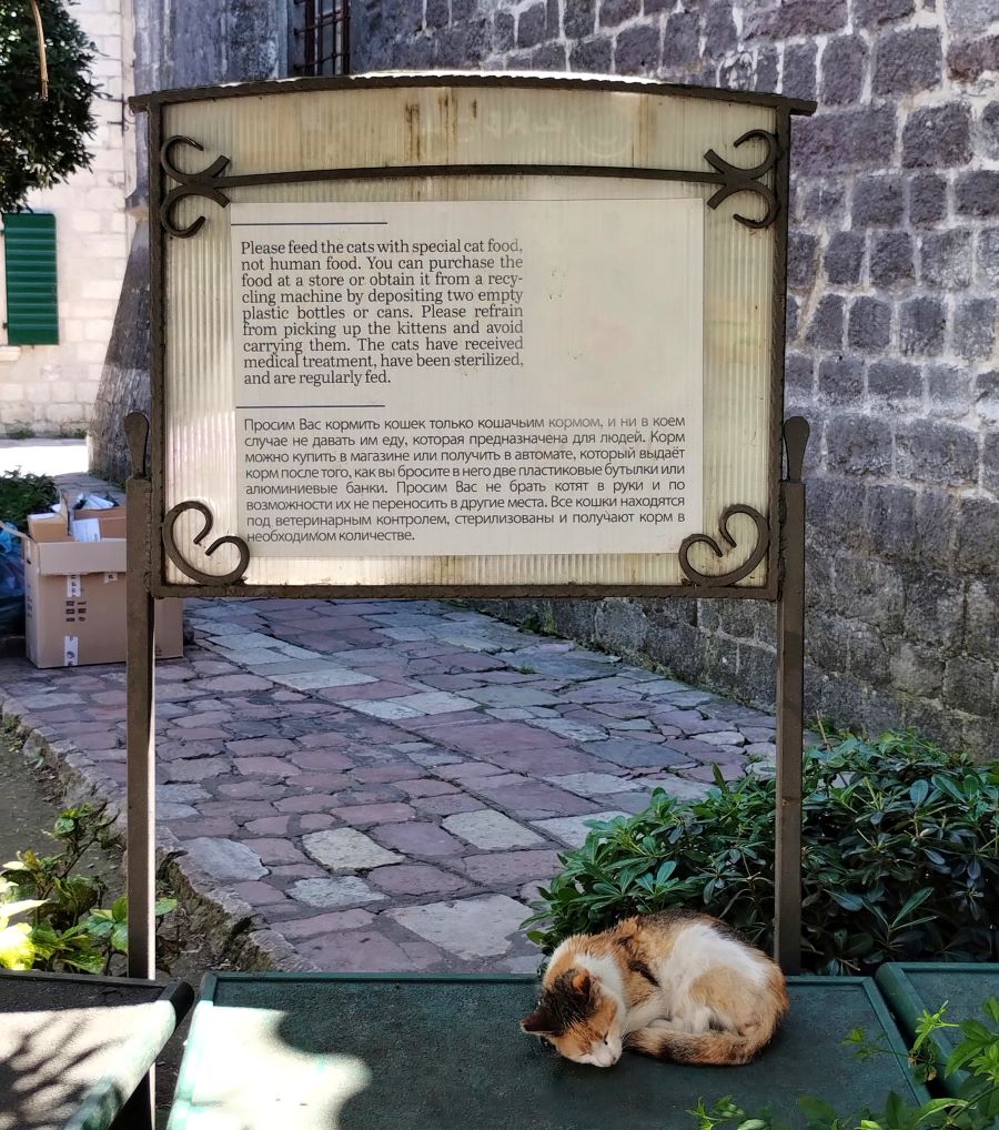 Cats of Kotor