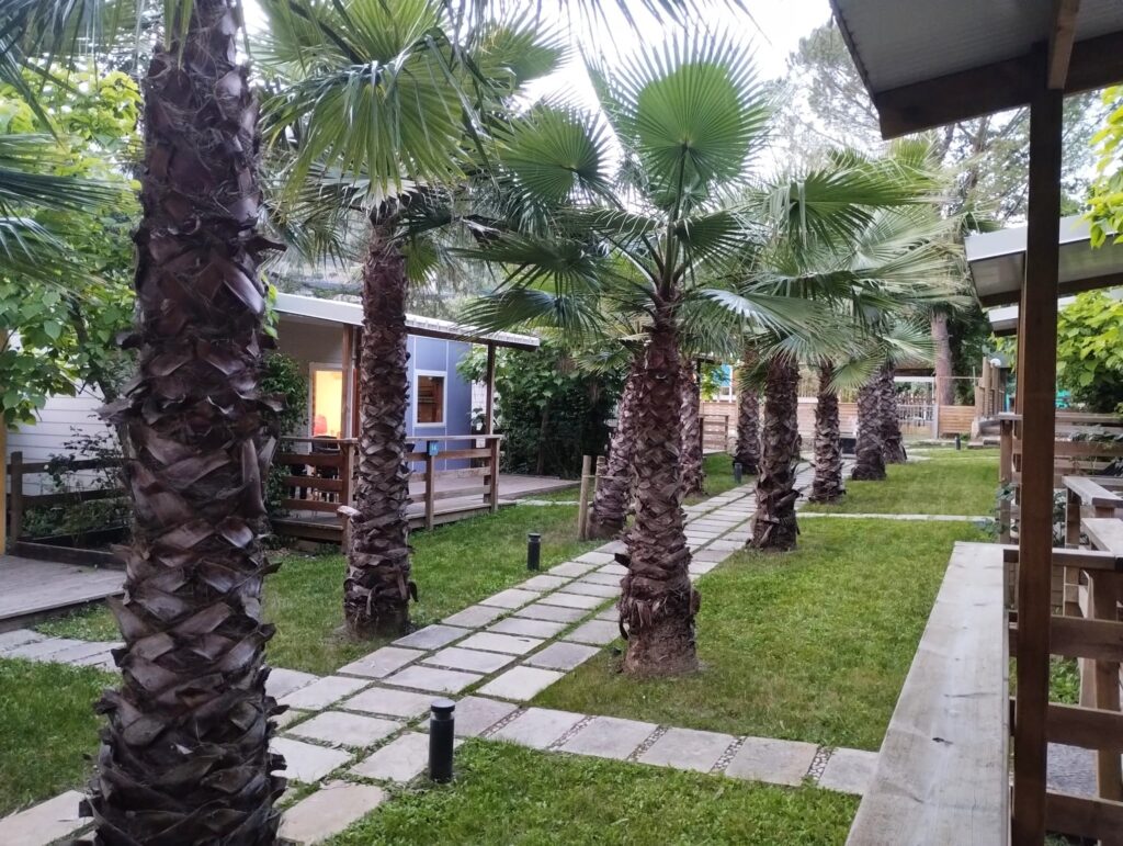 palm tree lined path